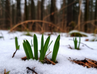 Кузбассовцам рассказали, какие опасности в себе таит черемша