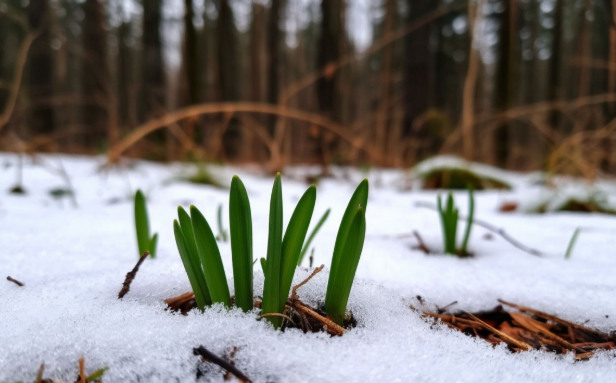Кузбассовцам рассказали, какие опасности в себе таит черемша