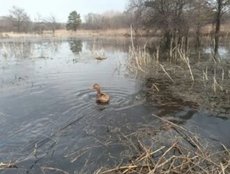 Для диких уток и гусей в Кузбассе настали тяжелые времена