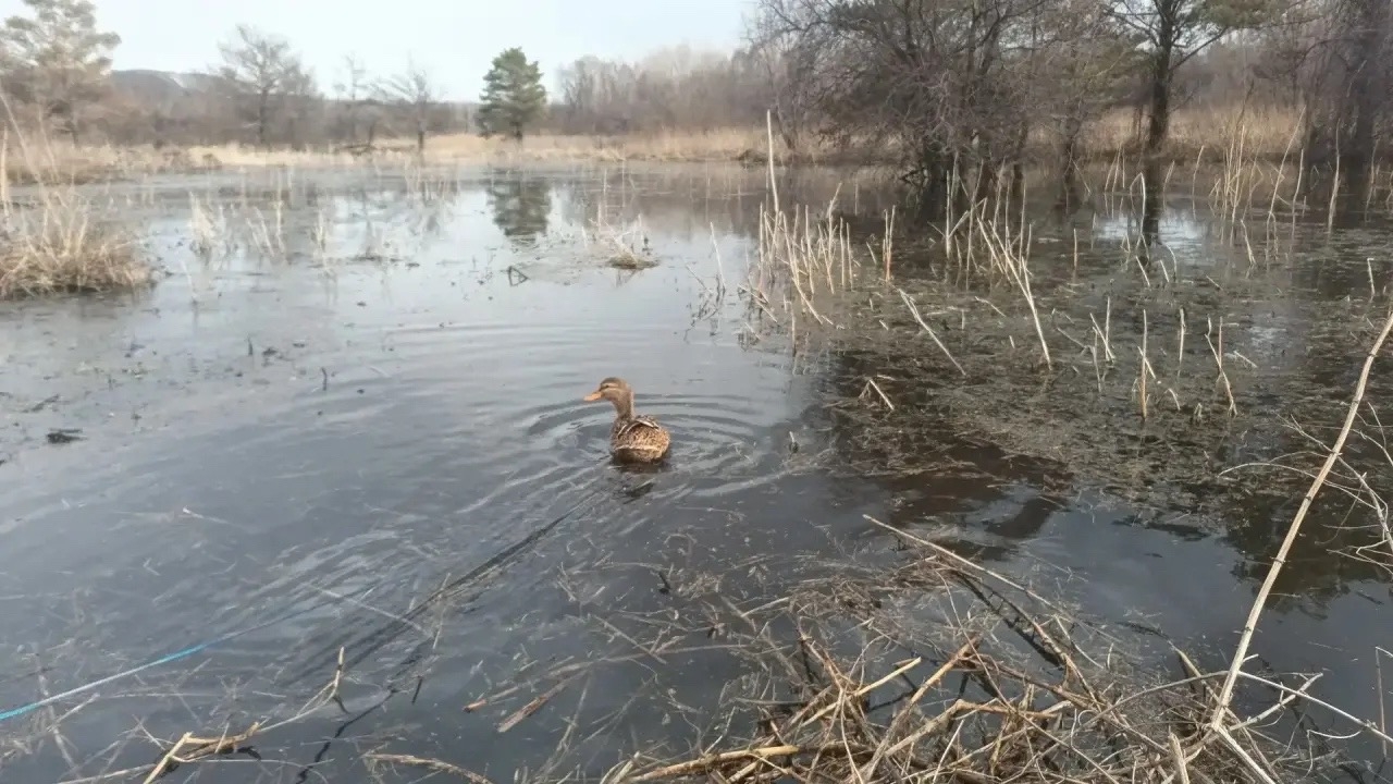 Для диких уток и гусей в Кузбассе настали тяжелые времена