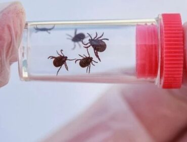 Не прыгает и не летает: Главный токсиколог Кузбасса развеял мифы о клещах