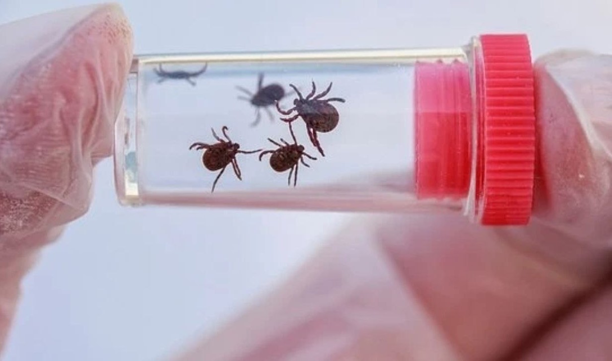 Не прыгает и не летает: Главный токсиколог Кузбасса развеял мифы о клещах