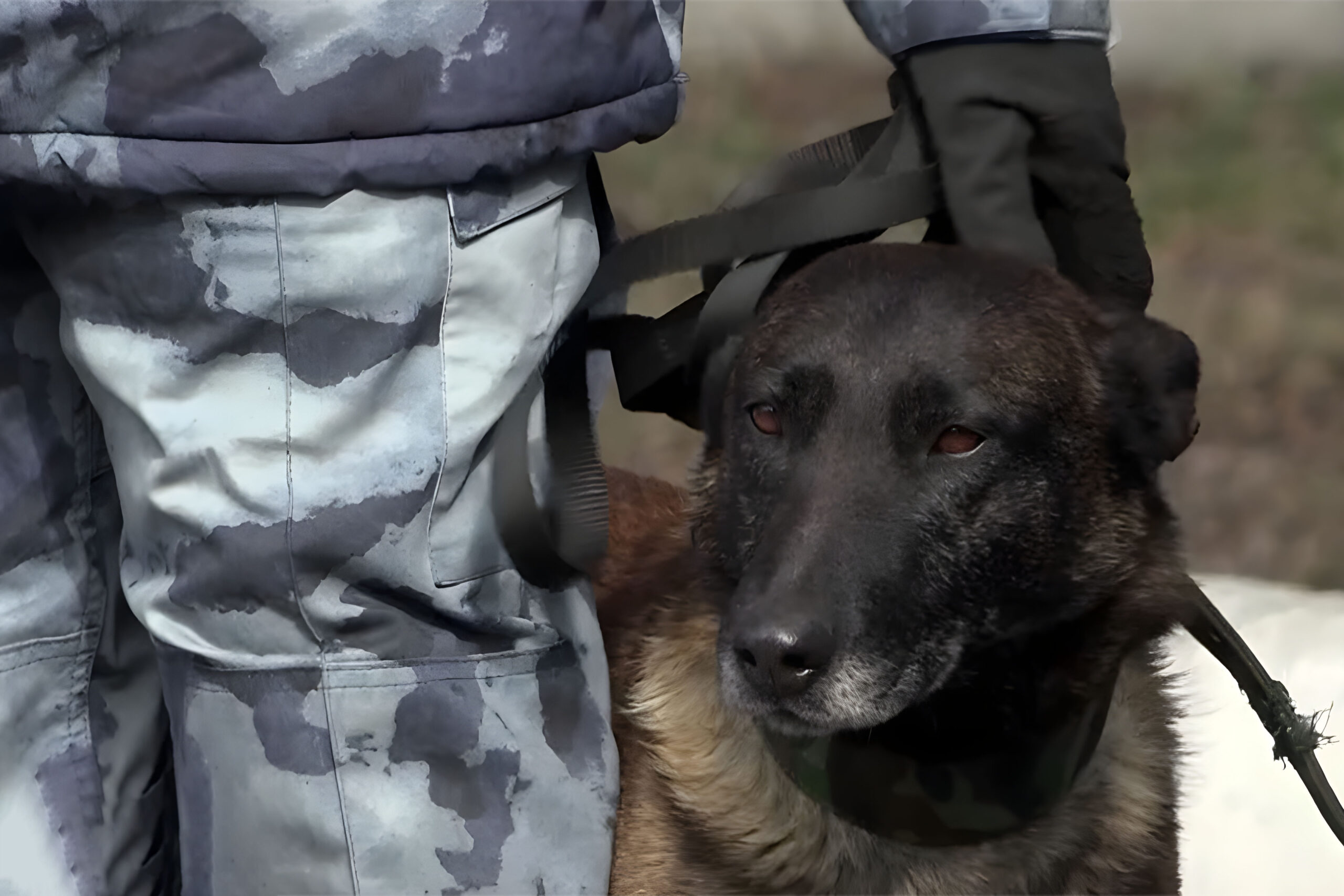 В Кузбассе росгвардейцы трогательно проводили на пенсию служебную собаку