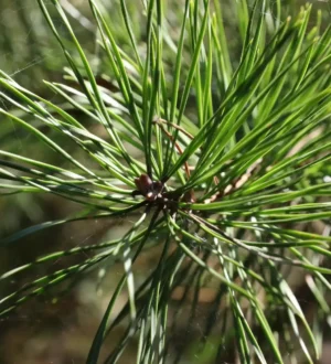 В Кемерове общественные территории обработают от клещей до 12 мая