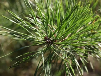 В Кемерове общественные территории обработают от клещей до 12 мая