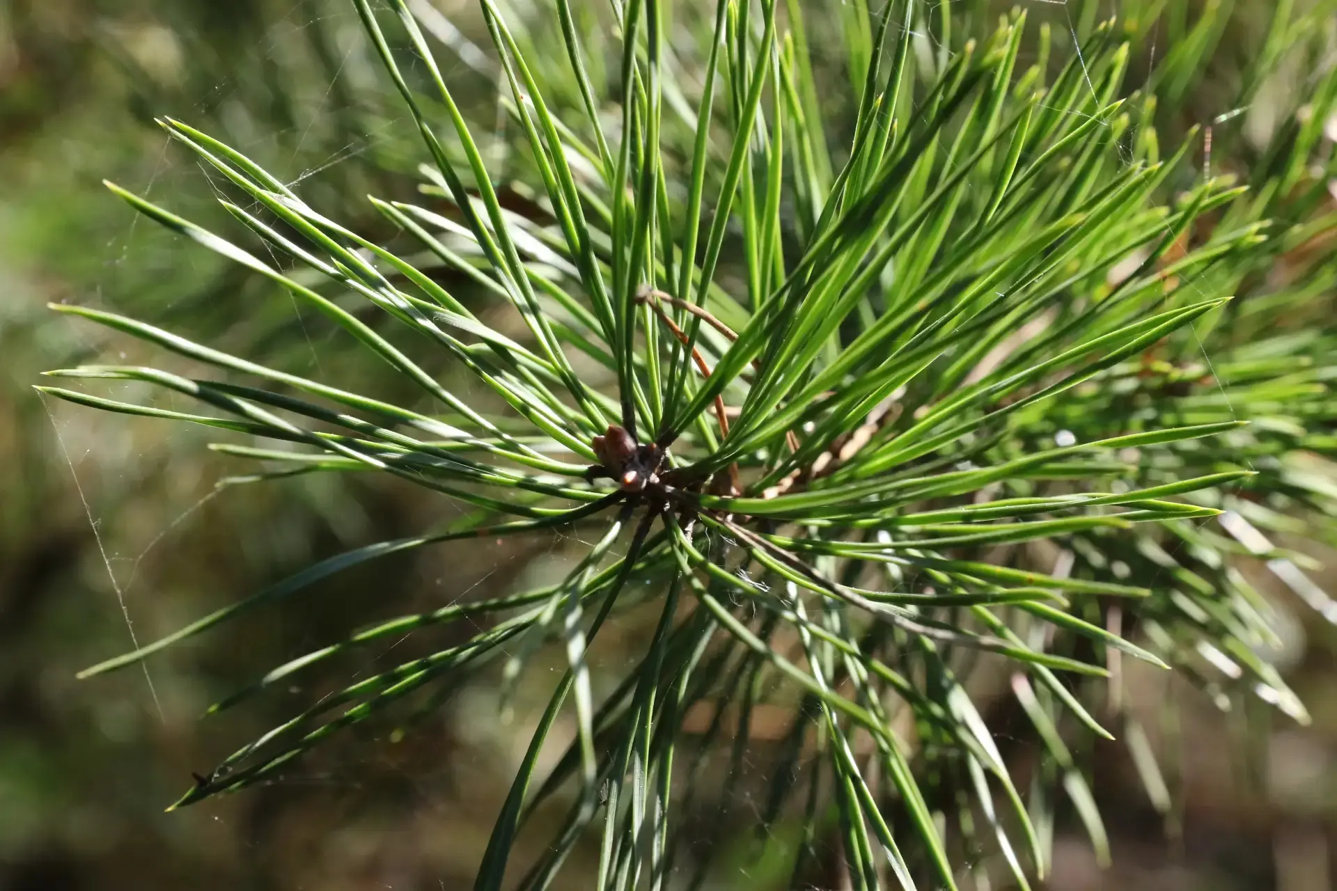 В Кемерове общественные территории обработают от клещей до 12 мая