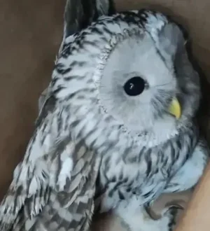 Сотрудники психиатрической клиники спасли сову на субботнике