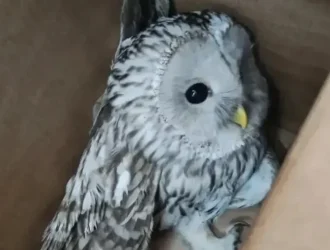 Сотрудники психиатрической клиники спасли сову на субботнике