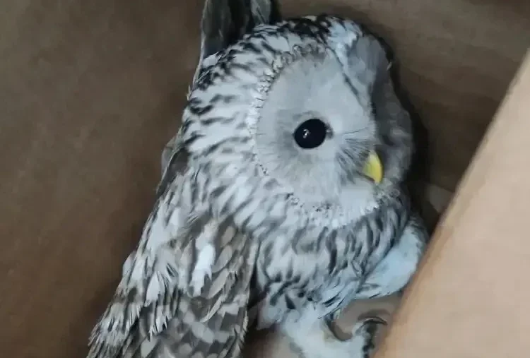 Сотрудники психиатрической клиники спасли сову на субботнике