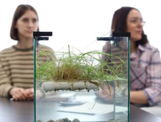 В Кузбассе протестируют инновационные фитоплоты СибГИУ для очистки промышленных стоков