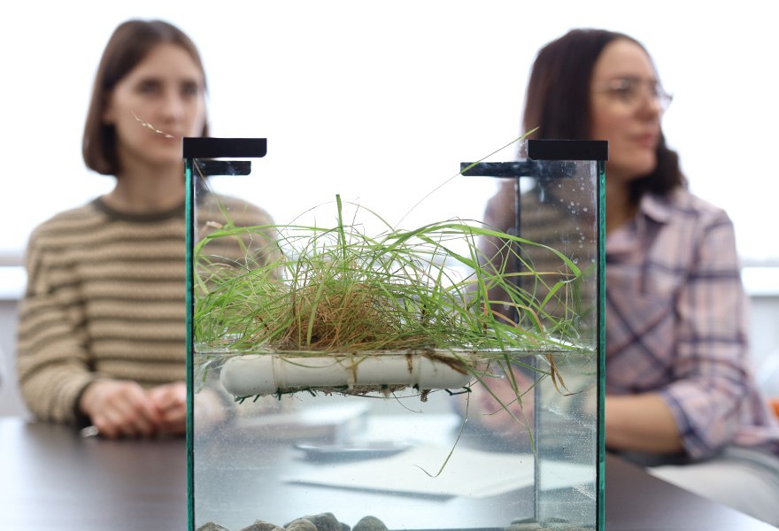 В Кузбассе протестируют инновационные фитоплоты СибГИУ для очистки промышленных стоков