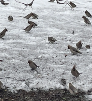 За кормление птиц в России могут оштрафовать на 3-5 тысяч рублей