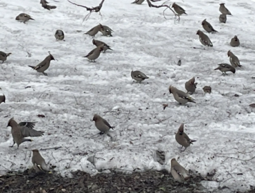 За кормление птиц в России могут оштрафовать на 3-5 тысяч рублей