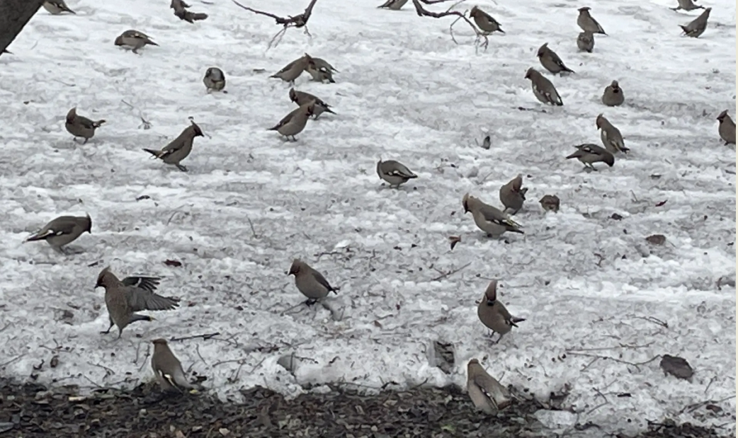 За кормление птиц в России могут оштрафовать на 3-5 тысяч рублей