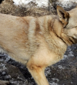 Власти Новокузнецка должны выплатить ребенку компенсацию за травмы от нападения бездомной собаки