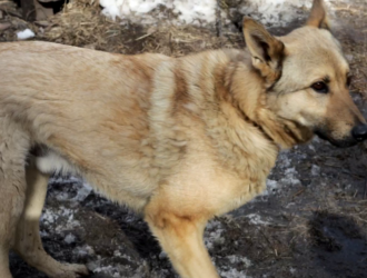 Власти Новокузнецка должны выплатить ребенку компенсацию за травмы от нападения бездомной собаки