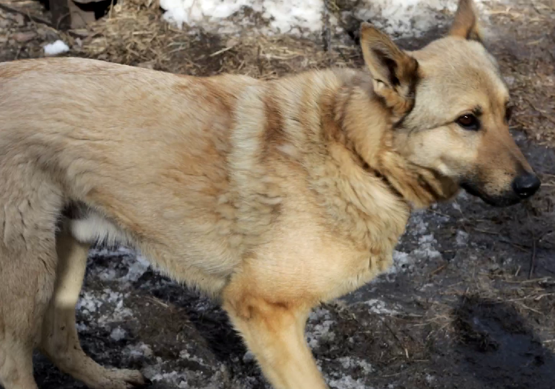Власти Новокузнецка должны выплатить ребенку компенсацию за травмы от нападения бездомной собаки