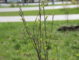 Новокузнечан приглашают к участию в акции «Сад Памяти»