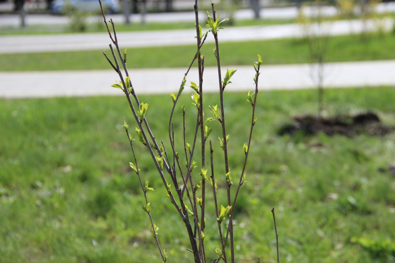 Новокузнечан приглашают к участию в акции «Сад Памяти»
