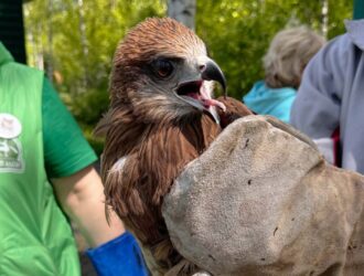В Кузнецком Алатау после реабилитации выпустили на свободу пять коршунов