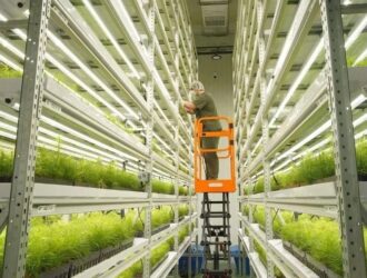 В Кузбассе научились выращивать сосны уникальным способом