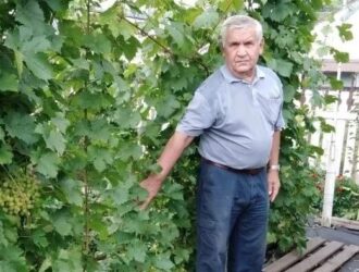 Шахтер из Кузбасса научился выращивать 25 сортов винограда в сибирских условиях