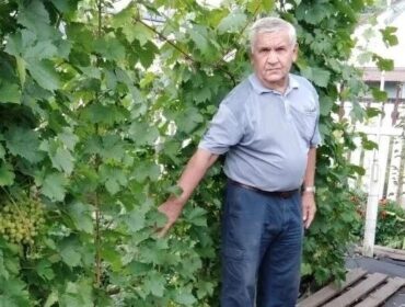 Шахтер из Кузбасса научился выращивать 25 сортов винограда в сибирских условиях