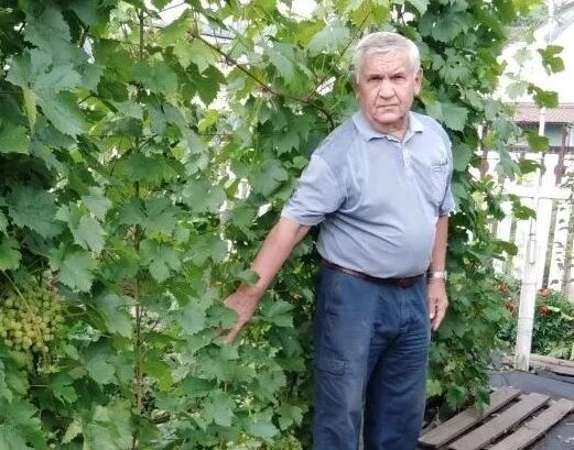 Шахтер из Кузбасса научился выращивать 25 сортов винограда в сибирских условиях