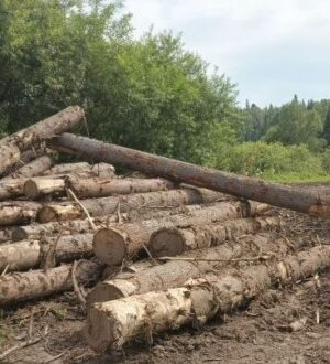 Новокузнечанин незаконно вырубил деревья на сумму 4,5 млн рублей