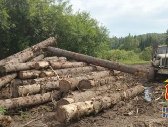 Новокузнечанин незаконно вырубил деревья на сумму 4,5 млн рублей