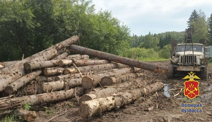 Новокузнечанин незаконно вырубил деревья на сумму 4,5 млн рублей