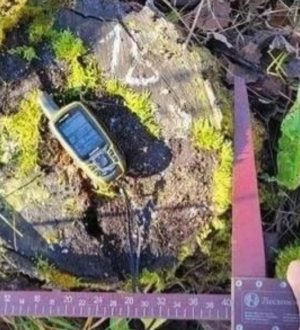 «Черных лесорубов» будут судить в Кузбассе за ущерб лесному фонду более 18 млн рублей