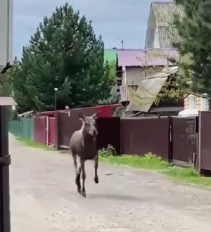 Под Новокузнецком спасли заблудившуюся в дачных участках молодую лосиху