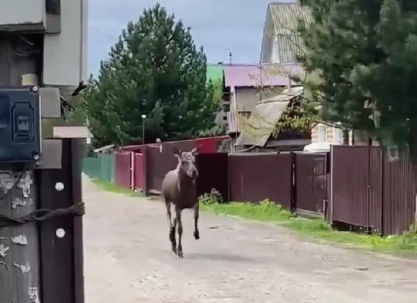 Под Новокузнецком спасли заблудившуюся в дачных участках молодую лосиху