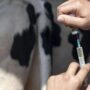 Илья Середюк прояснил ситуацию со вспышкой заболевания скота в Кузбассе