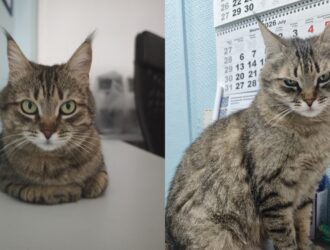 Кошку с оторванной лапой спасли в зоне СВО