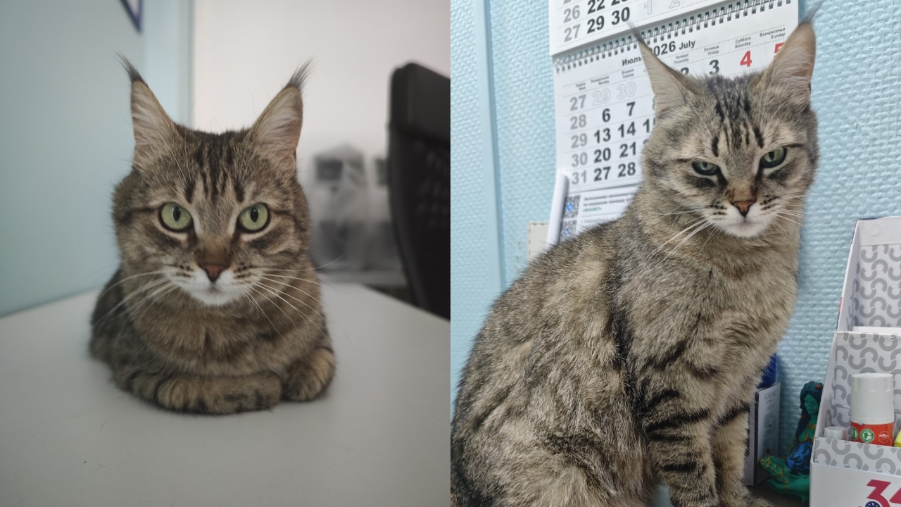 Кошку с оторванной лапой спасли в зоне СВО