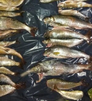 В Кузбассе поймали браконьеров, выловивших почти 300 краснокнижных рыб