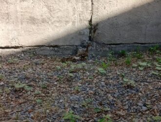 В Кемерове утиное семейство вызволили из крайне опасного места