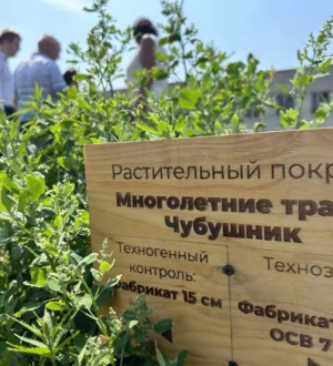 В СибГИУ на техноземе вырастили кустарники и кедры