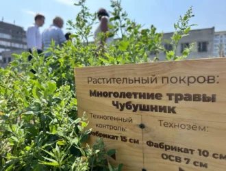 В СибГИУ на техноземе вырастили кустарники и кедры
