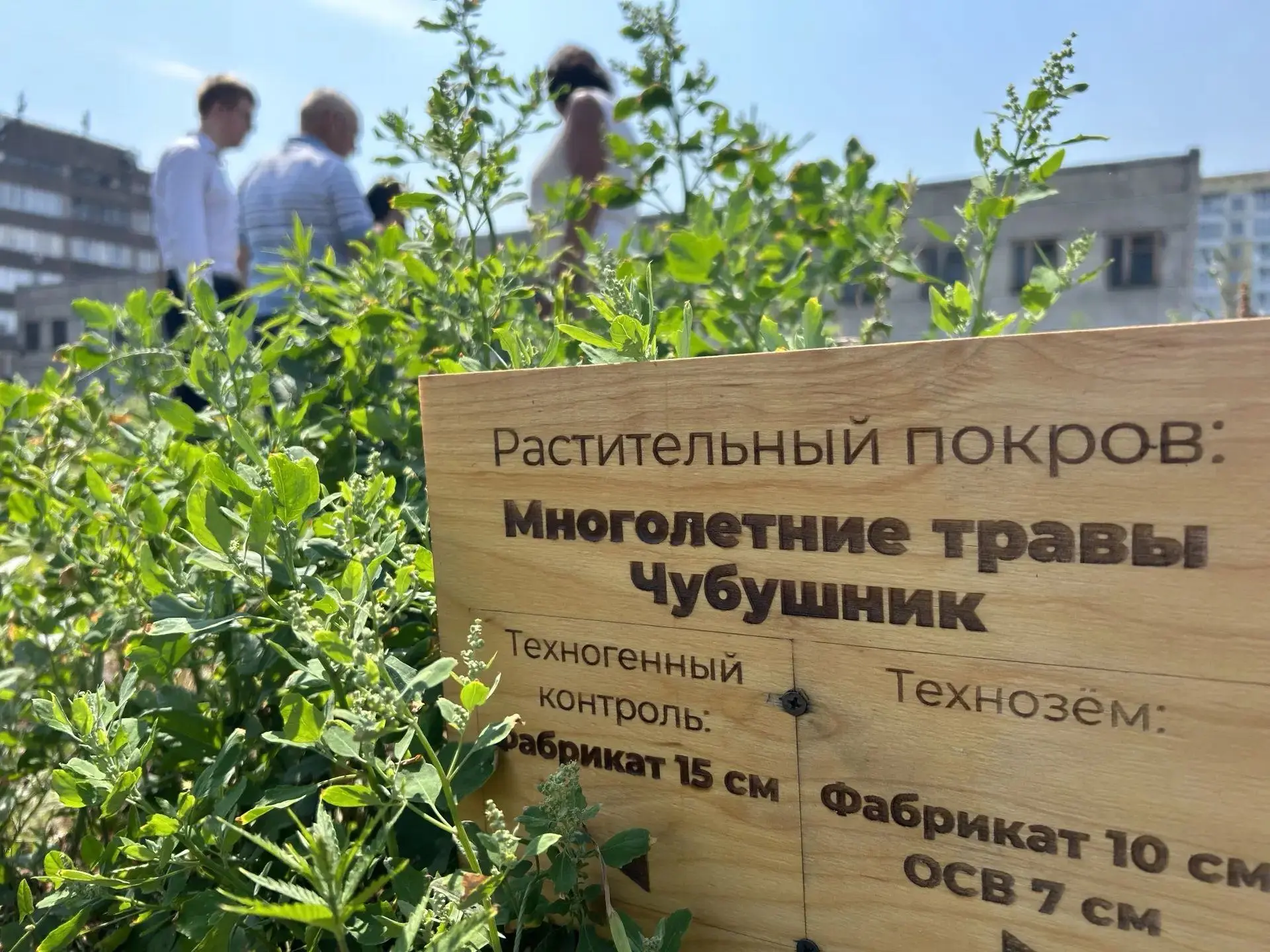 В СибГИУ на техноземе вырастили кустарники и кедры
