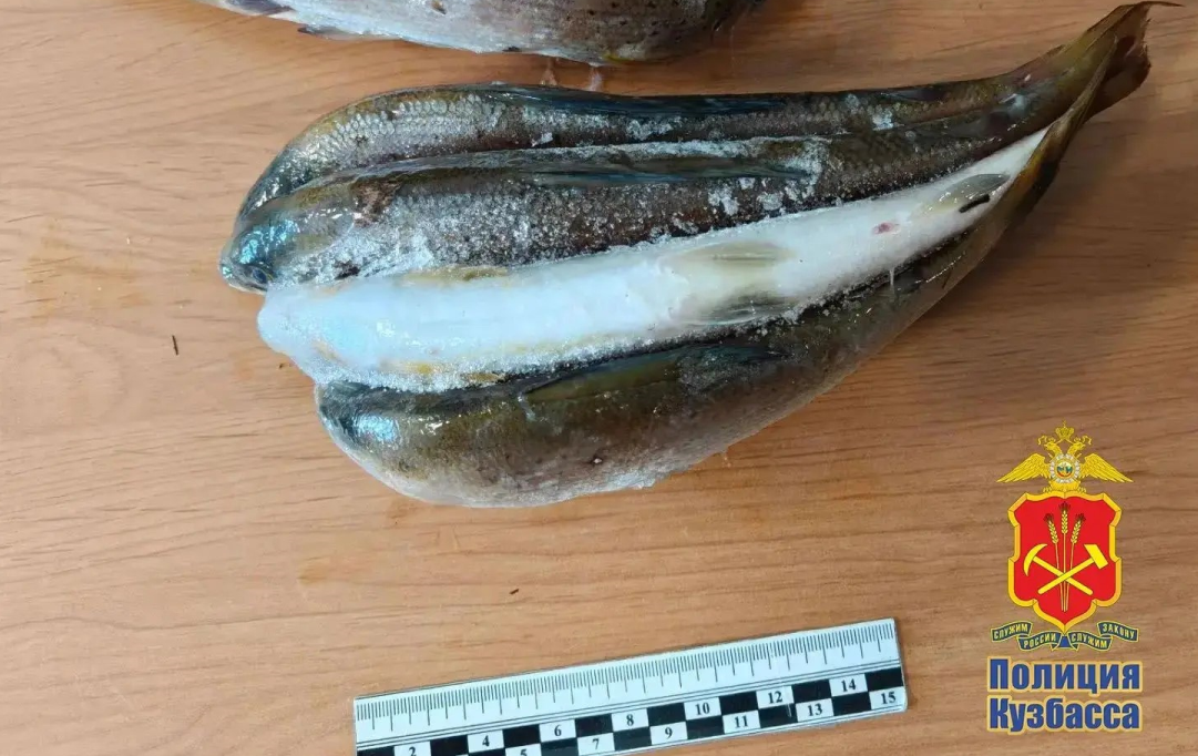 За незаконный улов в Междуреченске двое горожан попали под уголовную статью