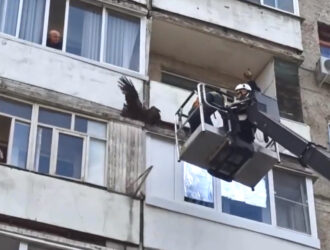Коршун застрял в текстурах кемеровской «хрущевки»
